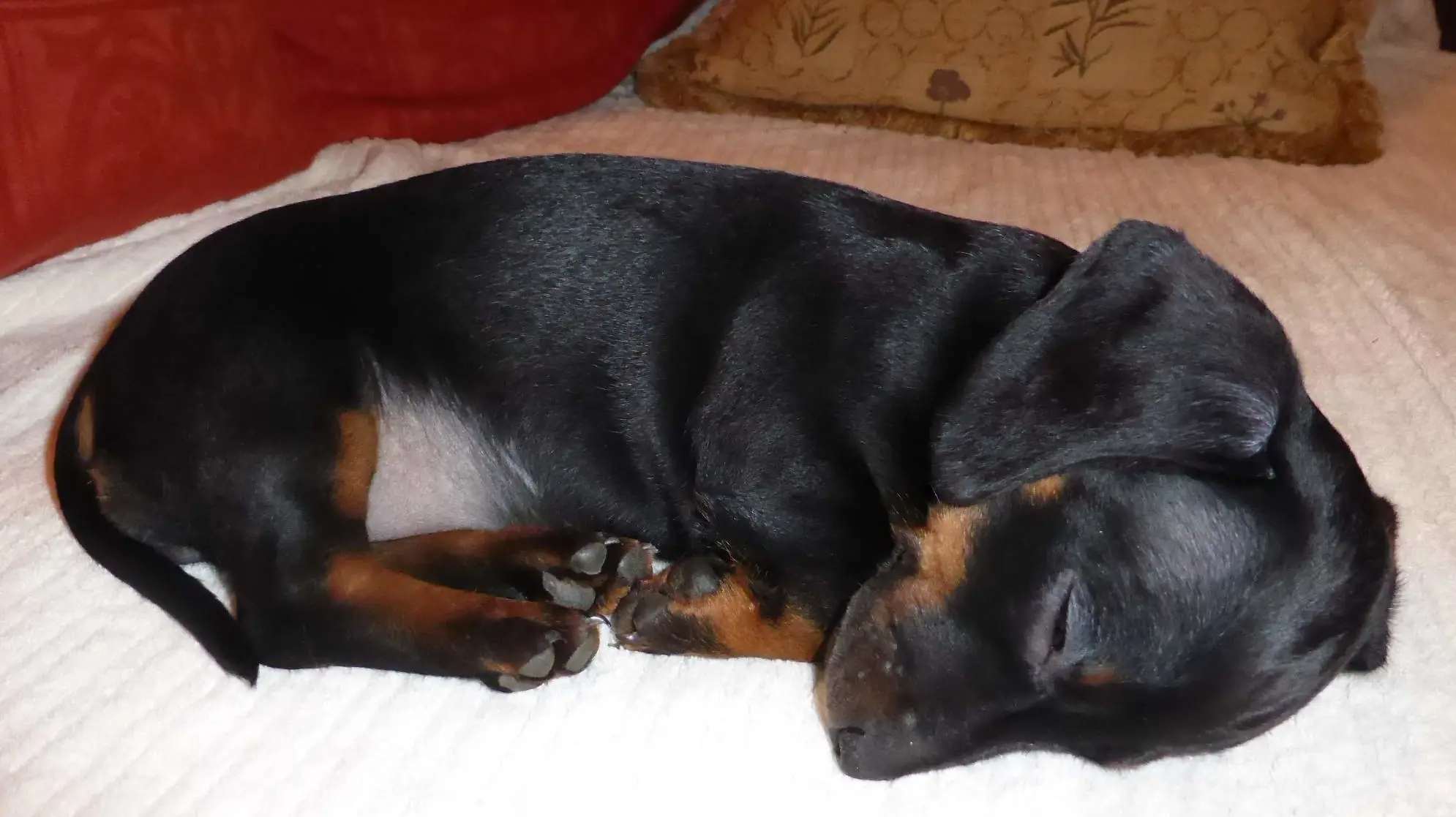 Dachshund