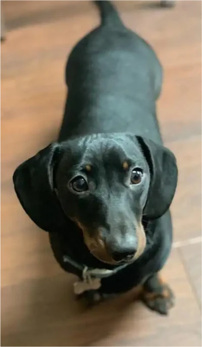 Dachshund charity UK supporting a smooth haired cute black and tan Dachshund